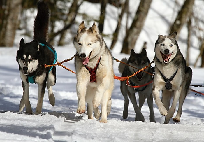 Des séjours hivernaux en Alsace