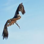 Image de Où aller pour observer les plus beaux rapaces en France ?