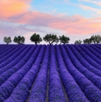 Image de Voyage au cœur de la Provence