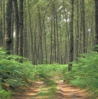 Image de Le parc naturel des Landes de Gascogne