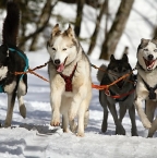 Image de Séjours hivernaux en Alsace : nos incontournables pour passer des vacances inoubliables