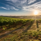 Image de 3 régions pour faire de l'oenotourisme en Italie